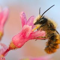 Red Mason Bee 7 